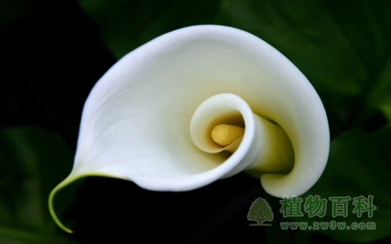 单支白色的马蹄莲特写