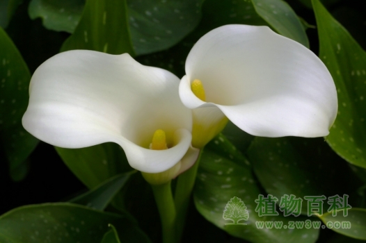 姐妹花之马蹄莲