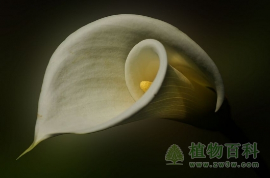 马蹄莲高级拍摄