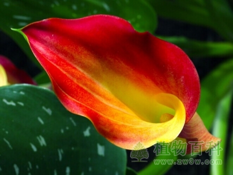 单页红黄相叉的马蹄莲