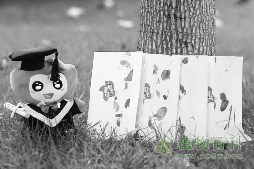 北林用植物标本制作录取通知书