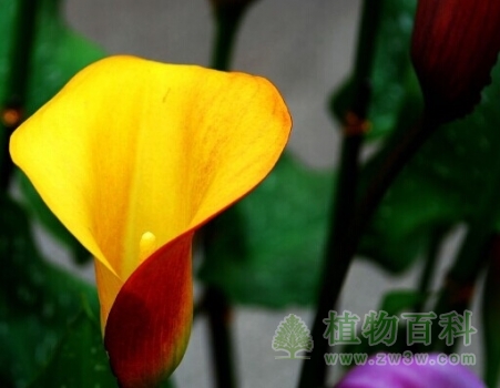 微距黄色的马蹄莲