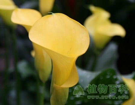 微距黄色的马蹄莲2
