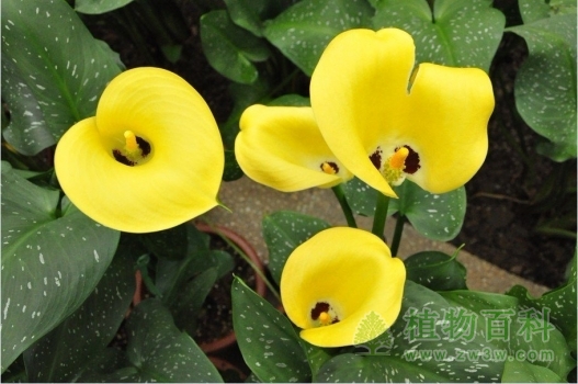 超级可爱的马蹄莲