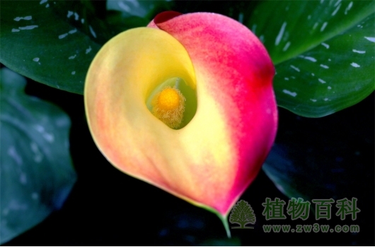 很好看的马蹄莲