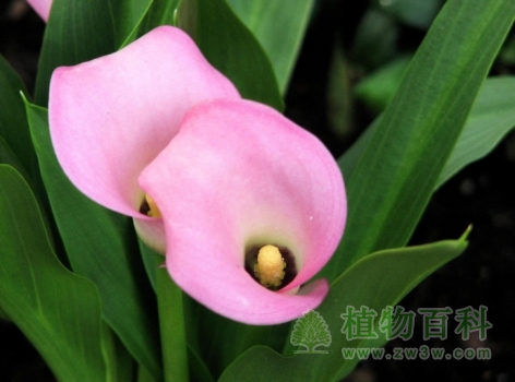 马蹄莲气质高雅2