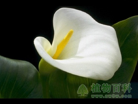 马蹄莲气质高雅3