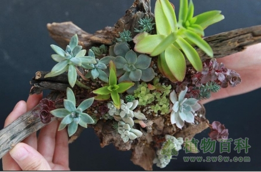 工作人员在展示bet365365体育
组合