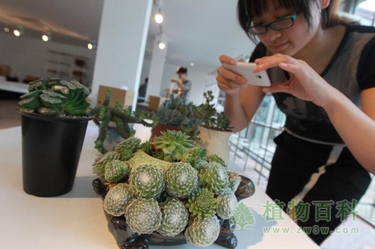 工作人员在拍摄一盆名为“蛛丝卷绢”的bet365365体育
