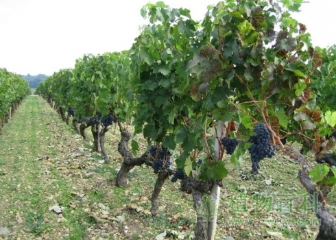 葡萄园
