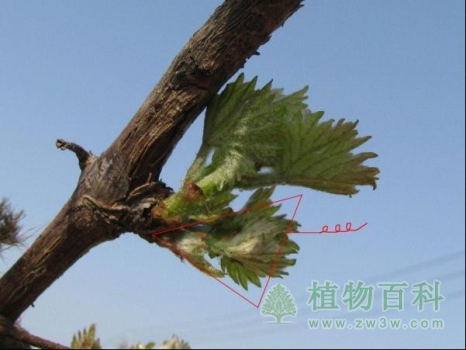 抹去双芽，三芽，畸形芽及距地面40公分所有芽，留强不留弱