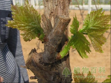 修剪时带有双芽的结果母枝只留一个芽