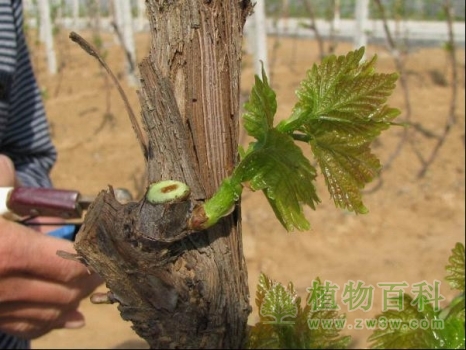 选留原则是尽量靠近主干，防结果部位外移。