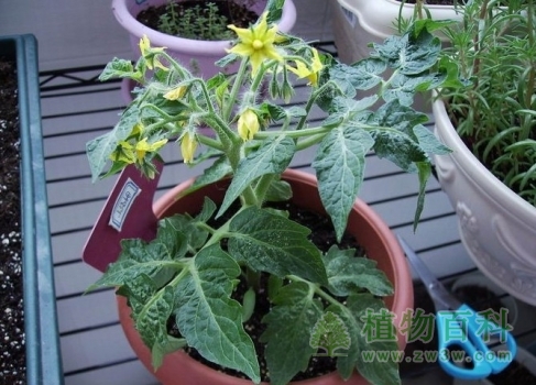 盆栽番茄：开花