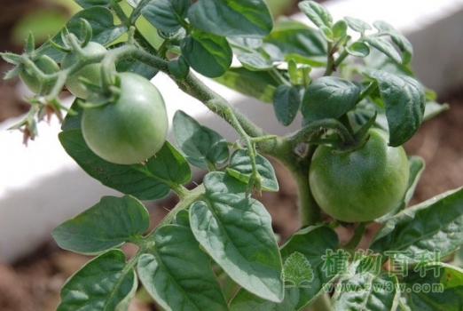 盆栽番茄：结果