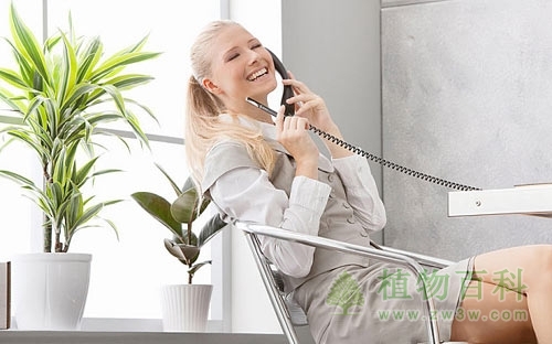 办公室里的绿植让人轻松愉悦