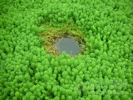 水面上成片的狐尾藻