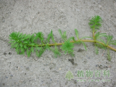 植株优美的狐尾藻