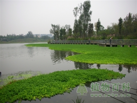 种植狐尾藻改善水质