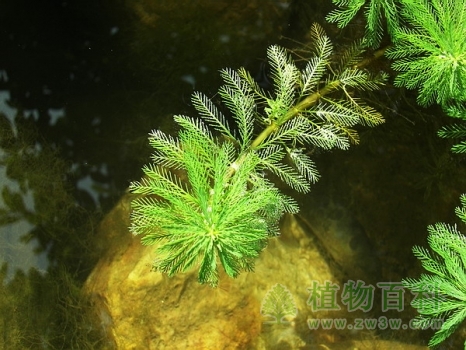 水中精灵狐尾藻