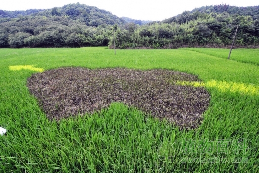 稻田漫画--丘比特之箭