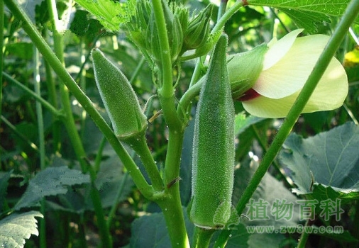 秋葵是长这样的