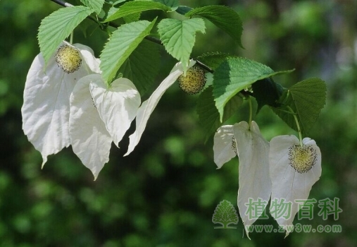 我国一级保护植物-珙桐