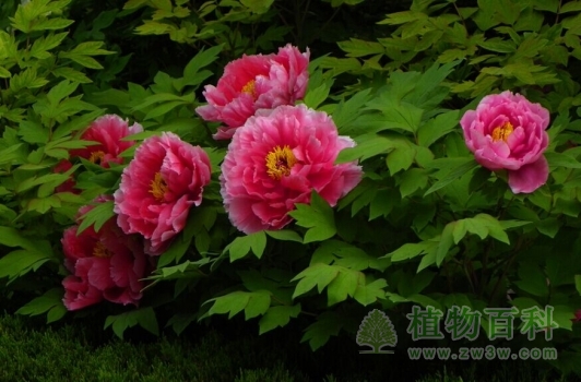 植物园内开放的牡丹