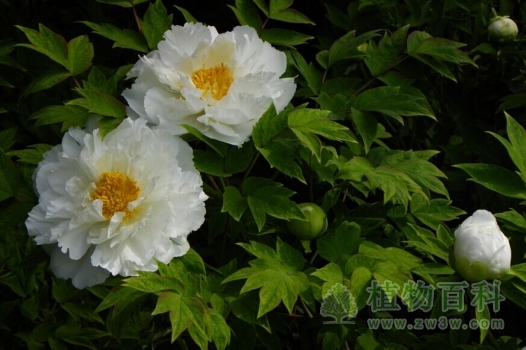 植物园内开放的牡丹