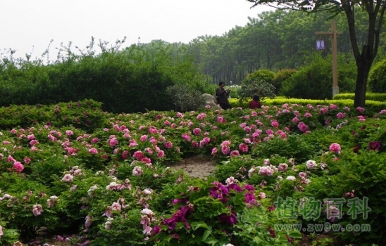 隋唐城遗址植物园内风景