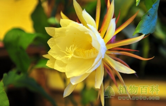 完全盛开的昙花