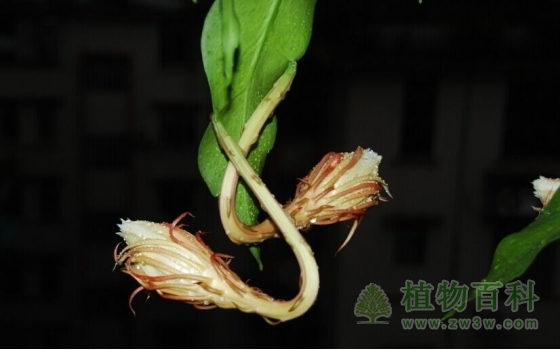 即将开放的昙花