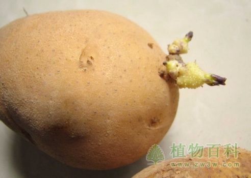 发芽的土豆