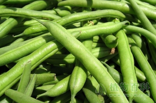 四季豆