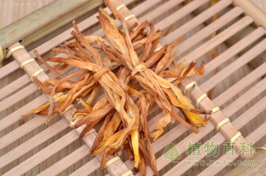 黄花菜（金针菜）