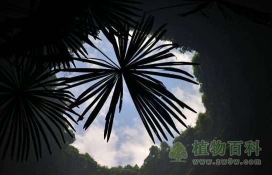 阳光照在锣圈岩天坑里的棕树上