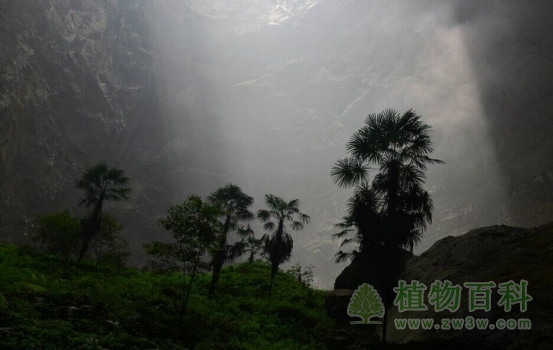 锣圈岩天坑里的植物沐浴阳光