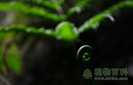 在锣圈岩天坑里拍摄的蕨类植物