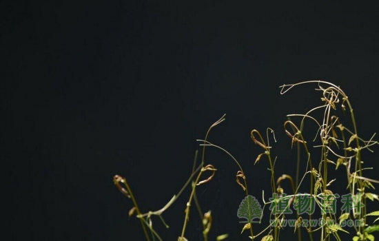 锣圈岩天坑底部的藤蔓植物迎着太阳生长