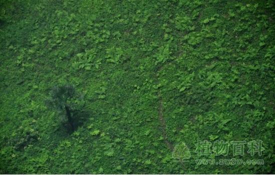 洞穴内的苔藓植物