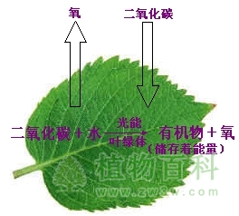 什么是植物?