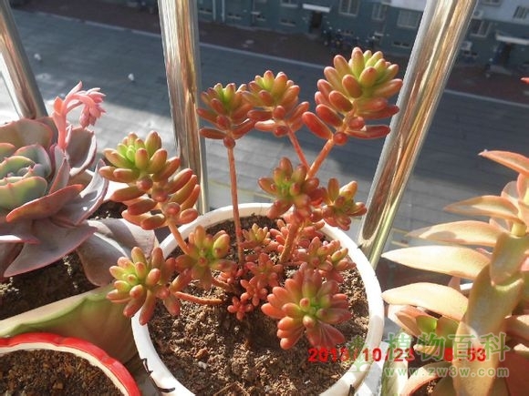 (大普货虹之玉~一天比一天红啊！) bet365365体育
-网友自拍