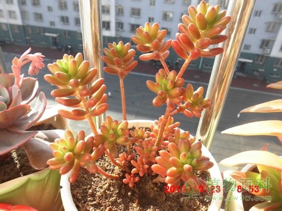 (大普货虹之玉~一天比一天红啊！) bet365365体育
-网友自拍