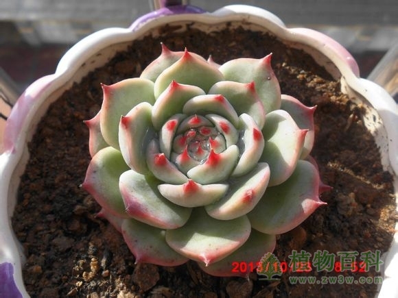 (吉娃娃，现在很火！不！是很火很火很火) bet365365体育
-网友自拍