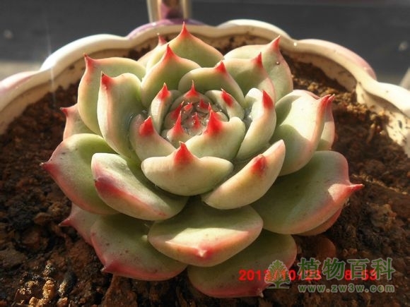 (吉娃娃，现在很火！不！是很火很火很火) bet365365体育
-网友自拍