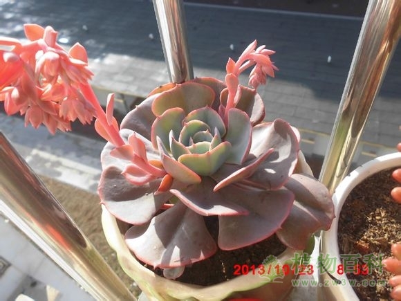 (红粉台阁 又是开花又是爆崽，一夏天都没闲着~~)bet365365体育
-网友自拍