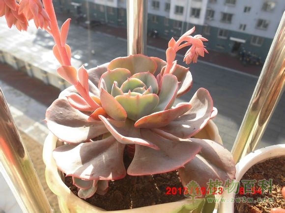 (红粉台阁 又是开花又是爆崽，一夏天都没闲着~~) bet365365体育
-网友自拍