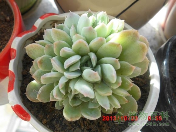 (按冰莓买的，其实是水晶~~~~它就是个球，360度无死角~~~~~不知道是多头啊还是要缀化啊~) bet365365体育
-网友自拍