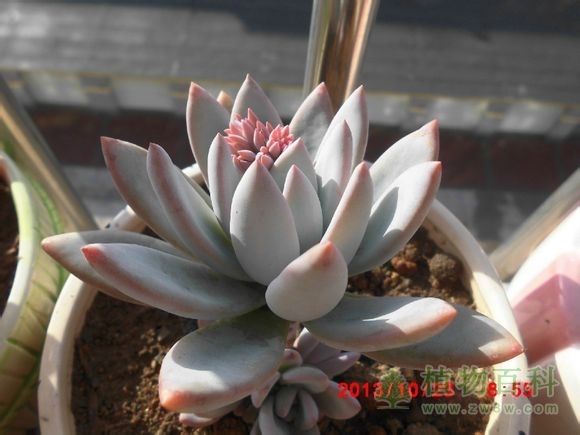 (霜之朝 也是开花 爆崽！) bet365365体育
-网友自拍