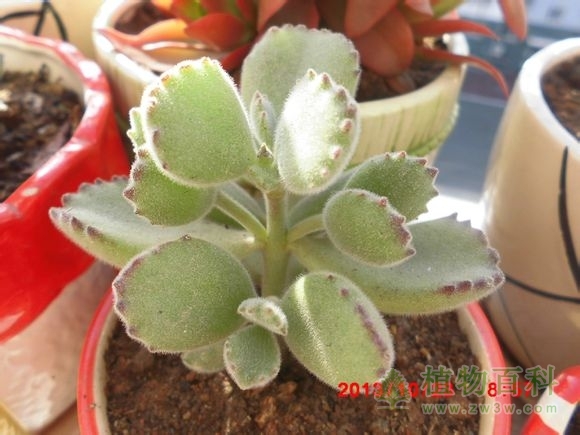 (熊大合熊二~) bet365365体育
-网友自拍